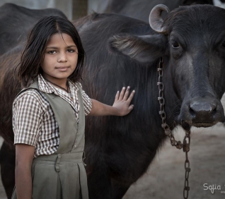 Girl and her buffalo, Narlai, India.